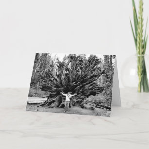 Giant Redwoods - Blank Inside Greeting Card Karte