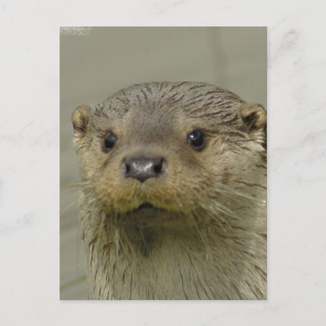 Giant River Otter Postcard Postkarte (Vorderseite)