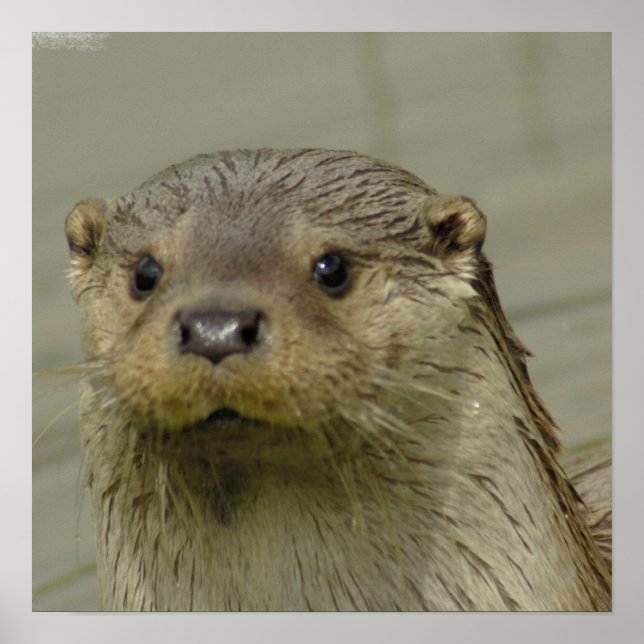 Giant River Otter Poster (Vorne)