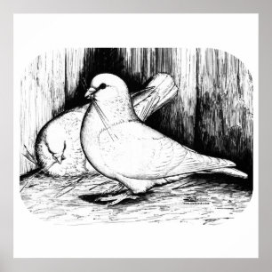 Giant Runt Pigeons Poster