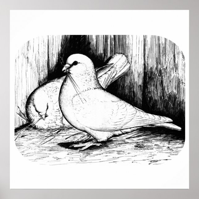 Giant Runt Pigeons Poster (Vorne)