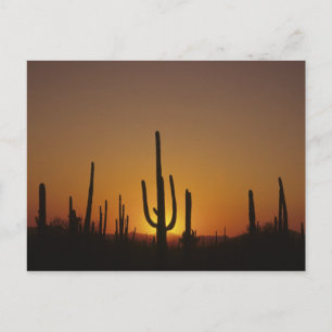 Giant saguaro cactus Cereus giganteus), 2 Postkarte