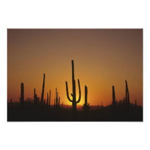 Giant saguaro cactus Cereus giganteus), Fotodruck