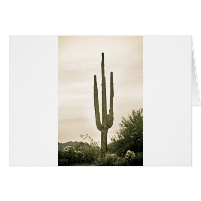 Giant Saguaro Sonoran Desert Portrait (Vorderseite (Horizontal))