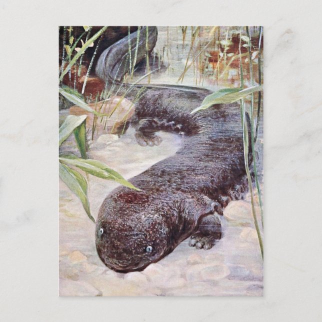 Giant Salamander Art Postkarte (Vorderseite)