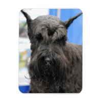 Giant Schnauzer