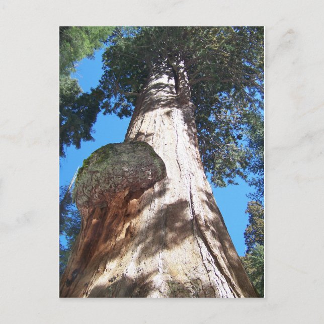Giant Seqouia Postkarte (Vorderseite)