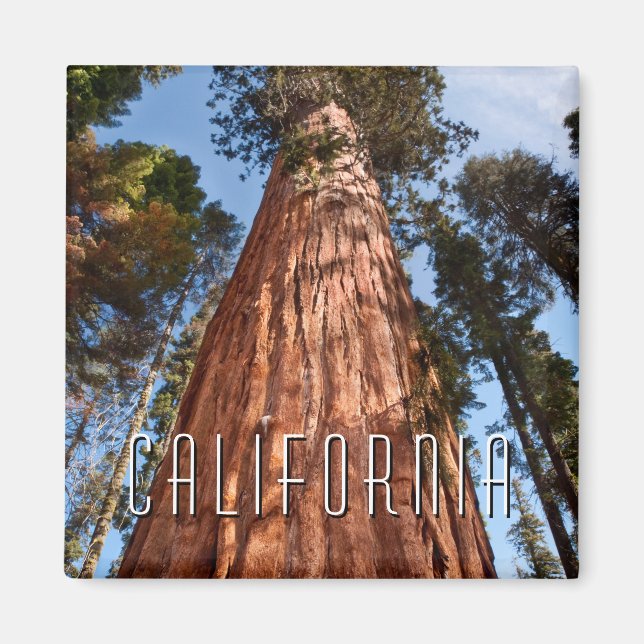 Giant Sequoia Ascends Magnet (Vorne)