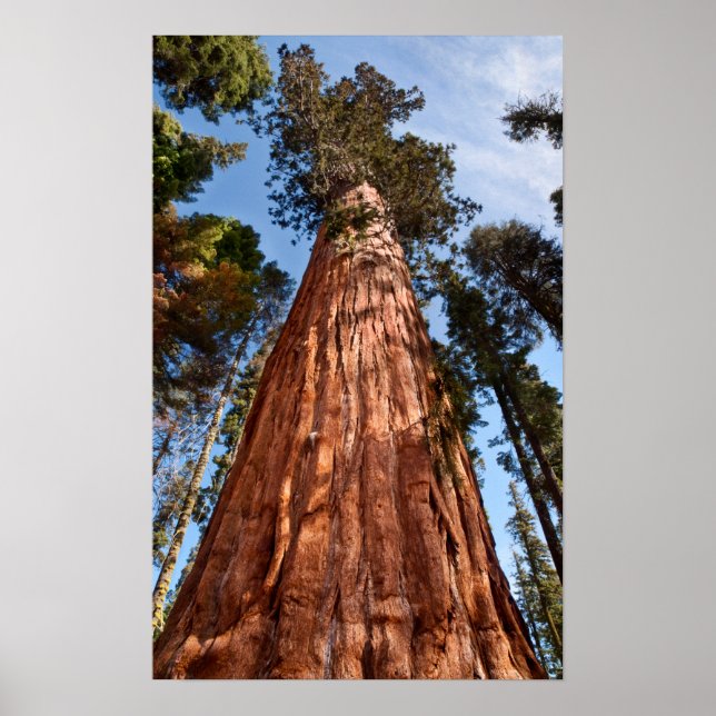 Giant Sequoia Ascends Poster (Vorne)