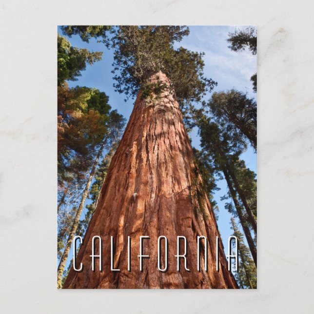 Giant Sequoia Ascends Postkarte (Vorderseite)