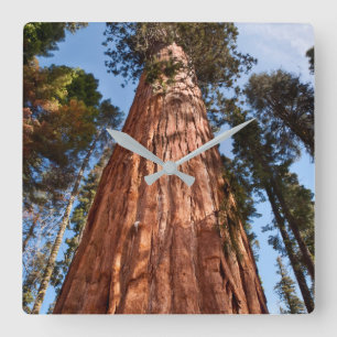 Giant Sequoia Ascends Quadratische Wanduhr