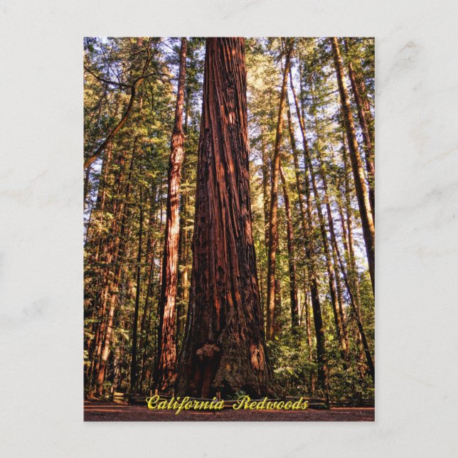 Giant Sequoia-California Redwoods Postcard Postkarte (Vorderseite)