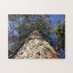 Giant Sequoia erreicht Blauen Himmel von unten ges Puzzle