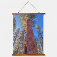 Giant Sequoia im Wald