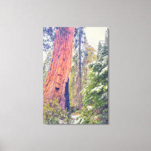 Giant Sequoia Leinwanddruck