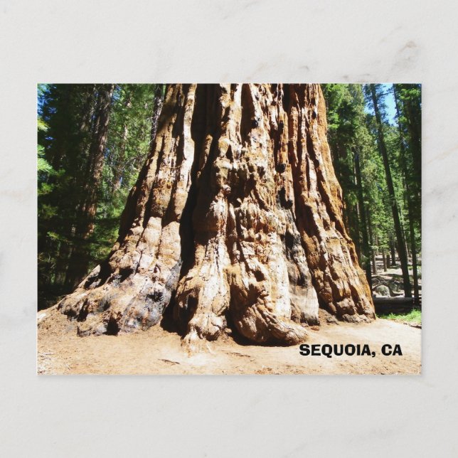 Giant Sequoia Postcard! Postkarte (Vorderseite)