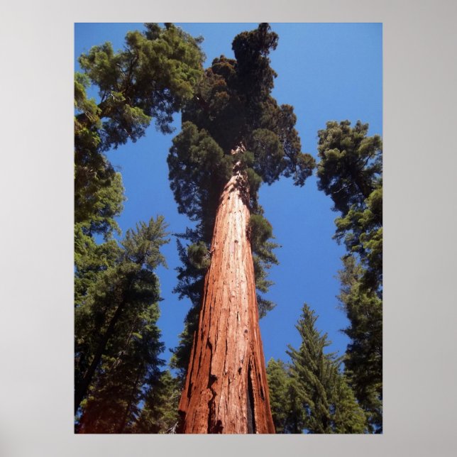Giant Sequoia Poster (Vorne)