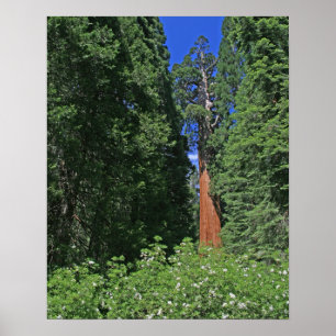 Giant Sequoia Poster