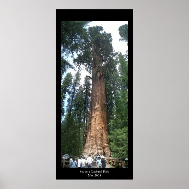 Giant Sequoia Poster (Vorne)