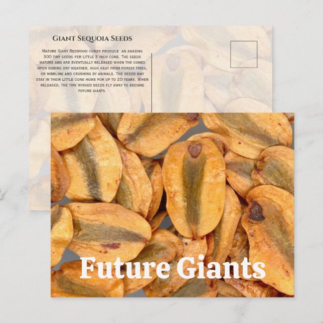 Giant Sequoia Seeds Postkarte (Vorne/Hinten)