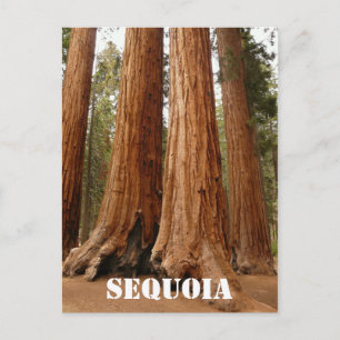 Giant Sequoia, Sequoia Nationalpark, ältere Versio Postkarte