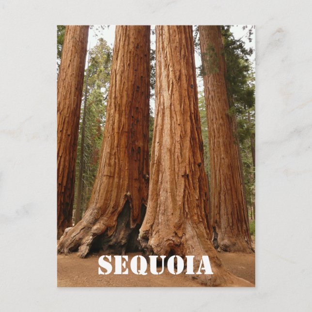Giant Sequoia, Sequoia Nationalpark, ältere Versio Postkarte (Vorderseite)