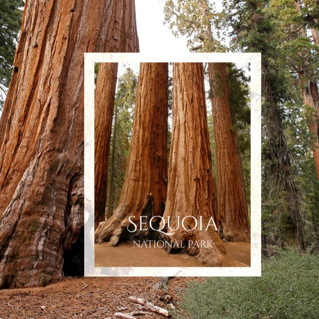 Giant Sequoia, Sequoia Nationalpark, Kalifornien Postkarte (Von Creator hochgeladen)