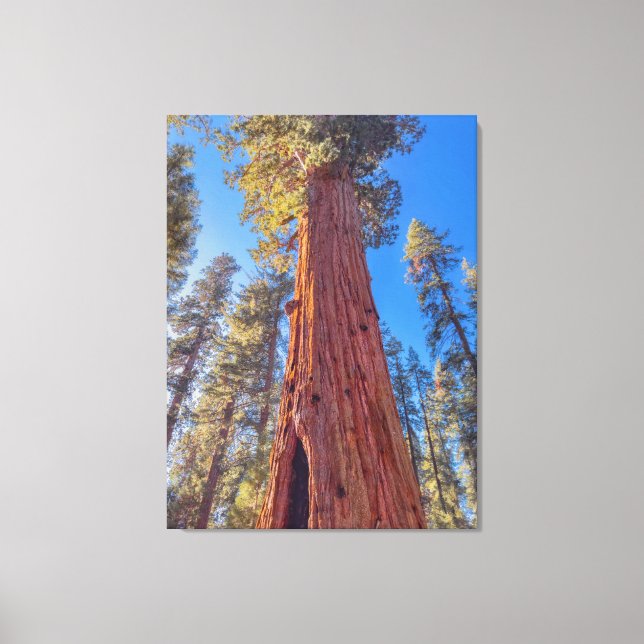 Giant Sequoia Tree im Wald Leinwanddruck (Vorderseite)