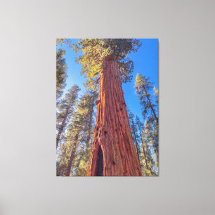 Giant Sequoia Tree im Wald Leinwanddruck