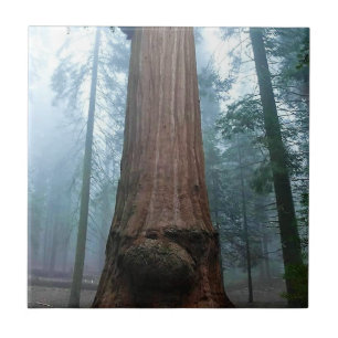 Giant Sequoia Tree in Grant Grove, CA Fliese
