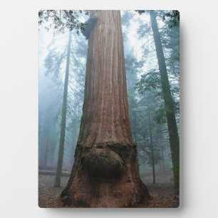 Giant Sequoia Tree in Grant Grove, CA Fotoplatte