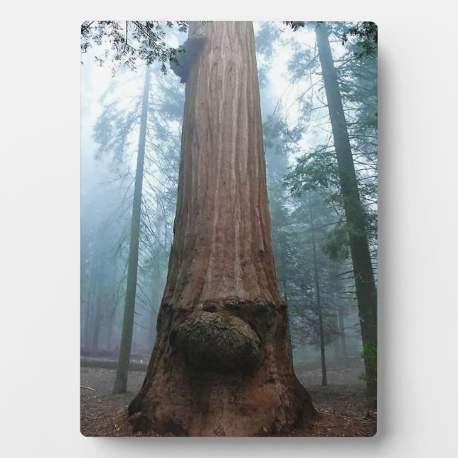 Giant Sequoia Tree in Grant Grove, CA Fotoplatte (Vorderseite)