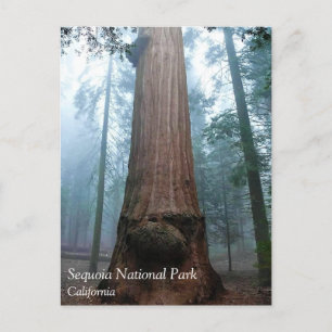 Giant Sequoia Tree in Grant Grove, CA Postcard Postkarte