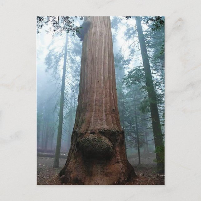 Giant Sequoia Tree in Grant Grove, CA Postkarte (Vorderseite)