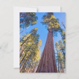Giant Sequoia Tree under the Sun Postkarte
