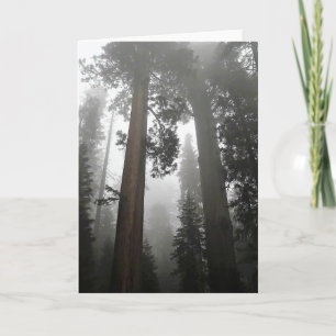 Giant Sequoia Trees in the Fog, CA Karte