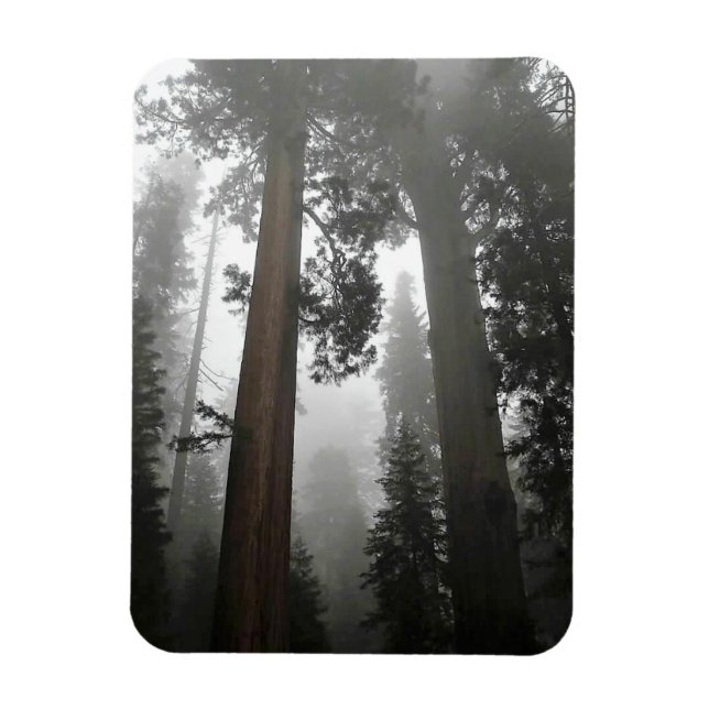 Giant Sequoia Trees in the Fog, CA Magnet (Vertikal)