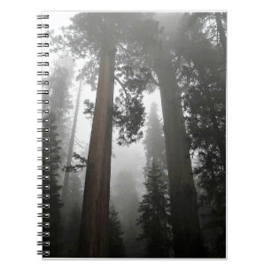 Giant Sequoia Trees in the Fog, CA Notizblock