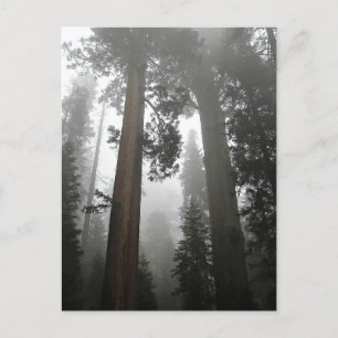Giant Sequoia Trees in the Fog, CA Postkarte