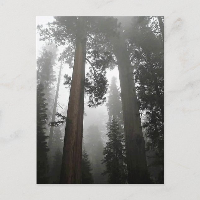 Giant Sequoia Trees in the Fog, CA Postkarte (Vorderseite)