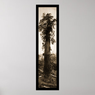 Giant Sequoia Wonder Foto 1915 Poster