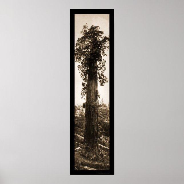 Giant Sequoia Wonder Foto 1915 Poster (Vorne)