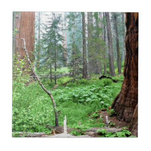 Giant Sequoias in Grant Grove, CA Fliese