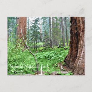 Giant Sequoias in Grant Grove, CA Postcard Postkarte
