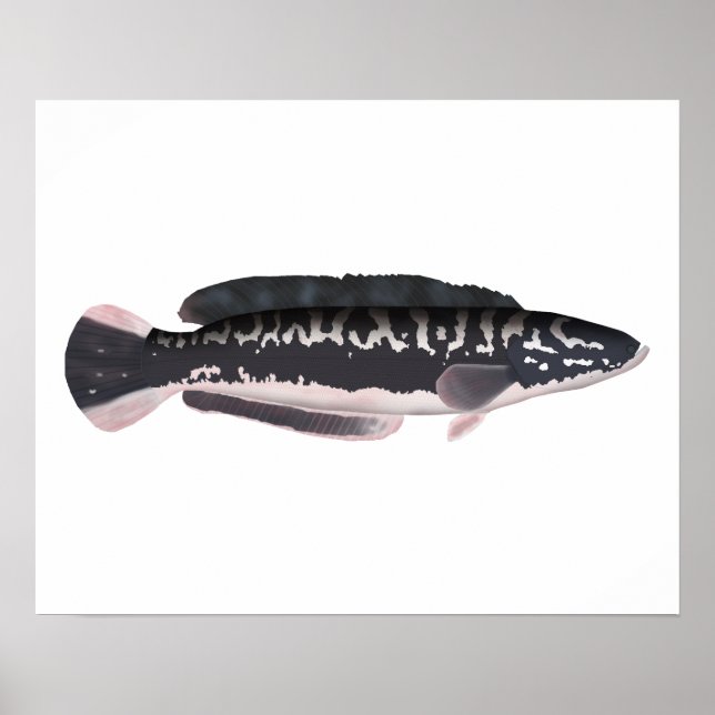 Giant Snakehead Poster (Vorne)