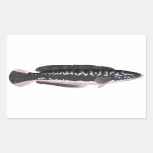 Giant Snakehead Rechteckiger Aufkleber