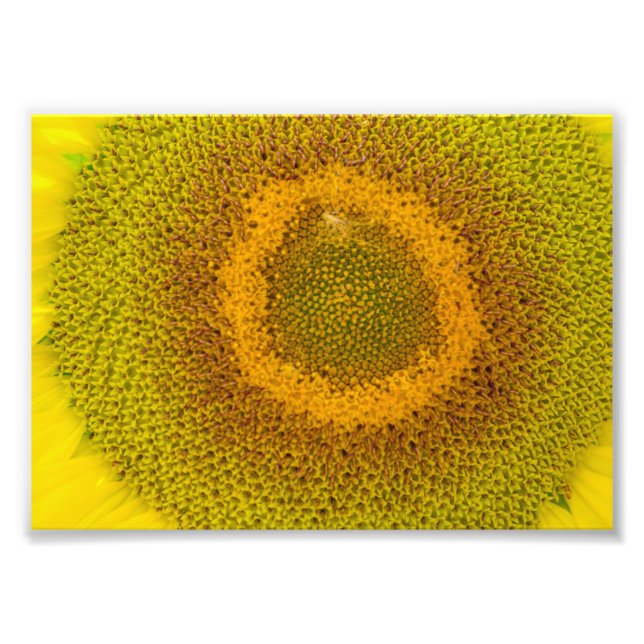 Giant Sunflower Fotodruck (Vorne)