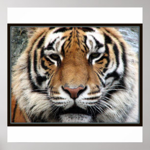 Giant Tiger Print Poster