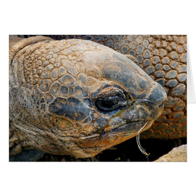 GIANT TORTOISE CARD (Vorderseite (Horizontal))