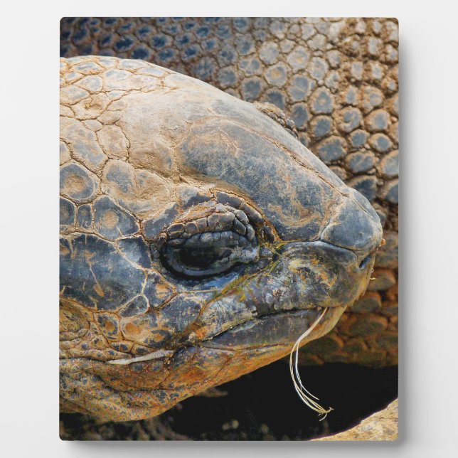 GIANT TORTOISE FOTOPLATTE (Vorderseite)